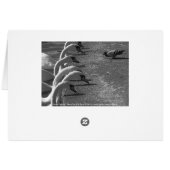 Brave Pigeon (Back Horizontal)