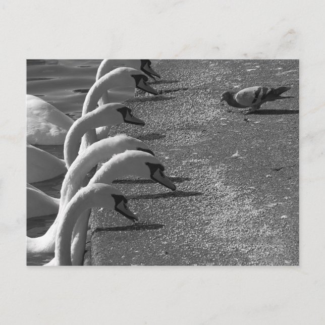 Brave Pigeon Postcard (Front)