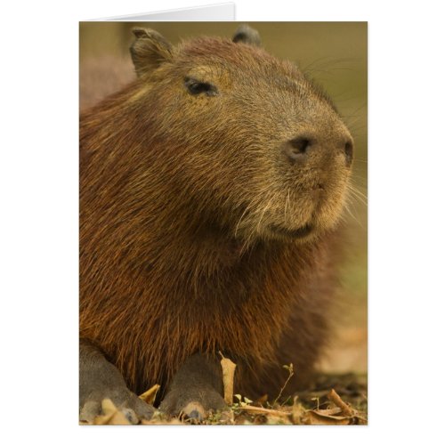 Brazil Pantanal Matto Grosso Capybara