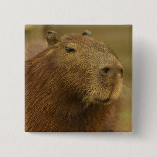 Brazil, Pantanal, Matto Grosso. Capybara Button