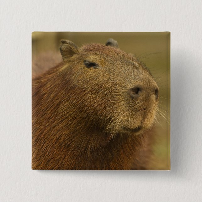 Brazil, Pantanal, Matto Grosso. Capybara Button (Front)