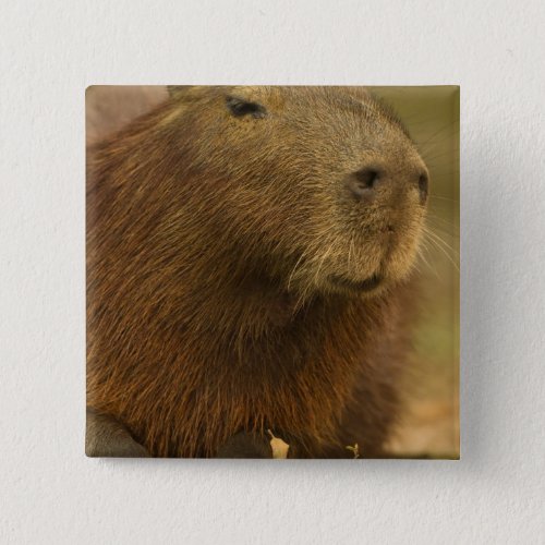 Brazil Pantanal Matto Grosso Capybara Button