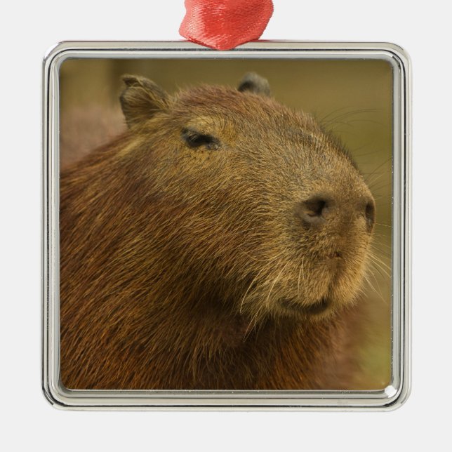 Brazil, Pantanal, Matto Grosso. Capybara Metal Ornament (Front)
