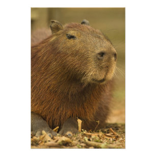 Brazil, Pantanal, Matto Grosso. Capybara Photo Print