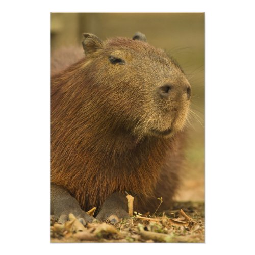 Brazil Pantanal Matto Grosso Capybara Photo Print