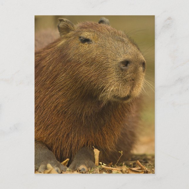Brazil, Pantanal, Matto Grosso. Capybara Postcard (Front)