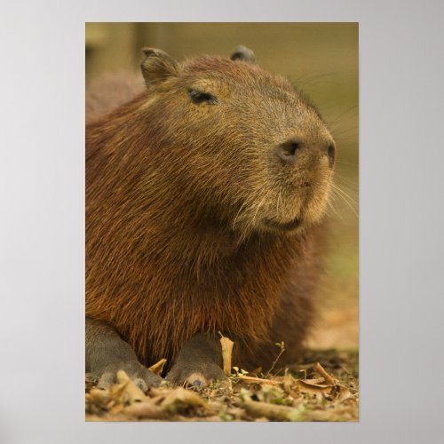 Brazil Pantanal Matto Grosso Capybara Poster