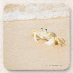 Brazil, Rio de Janeiro, Buzios, Crab on Beverage Coaster