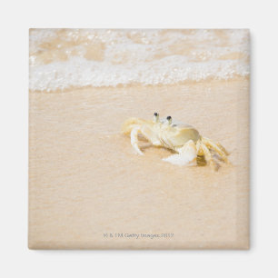 Brazil, Rio de Janeiro, Buzios, Crab on Magnet