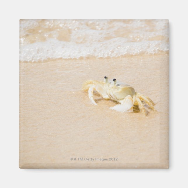 Brazil, Rio de Janeiro, Buzios, Crab on Magnet (Front)