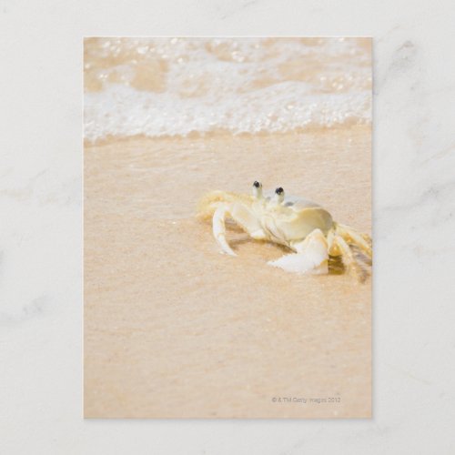 Brazil Rio de Janeiro Buzios Crab on Postcard