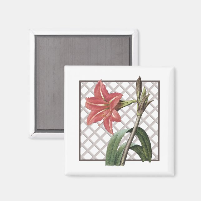 BRAZILIAN AMARYLLIS MAGNET (Front/Back)