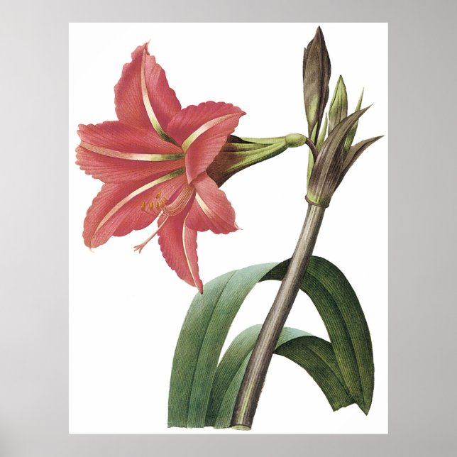 Brazilian Amaryllis Poster (Front)