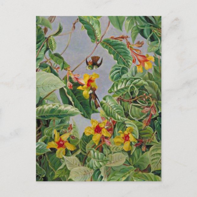 Brazilian Climbing Shrub and Humming Birds, Postcard (Front)