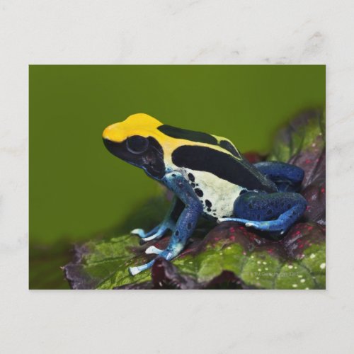 Brazilian Cobalt Dart Frog Dendrobates Postcard