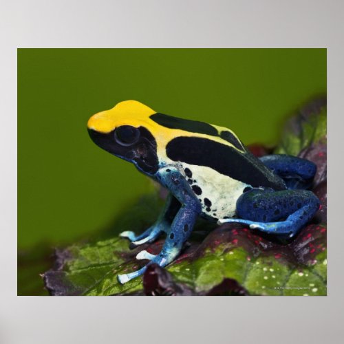 Brazilian Cobalt Dart Frog Dendrobates Poster