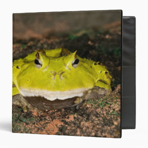 Brazilian Horn Frog, Ceratophrys cornuta, 2 Binder
