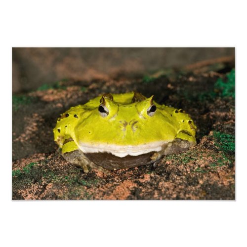 Brazilian Horn Frog Ceratophrys cornuta 2 Photo Print