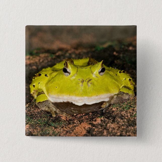 Brazilian Horn Frog, Ceratophrys cornuta, 2 Pinback Button (Front)