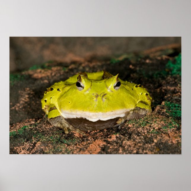 Brazilian Horn Frog, Ceratophrys cornuta, 2 Poster (Front)