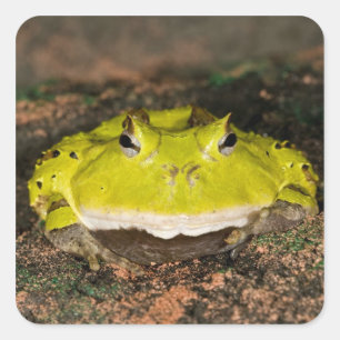 Brazilian Horn Frog, Ceratophrys cornuta, 2 Square Sticker