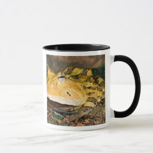 Brazilian Horn Frog, Ceratophrys cornuta, 3 Mug
