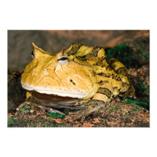 Brazilian Horn Frog, Ceratophrys cornuta, 3 Photo Print