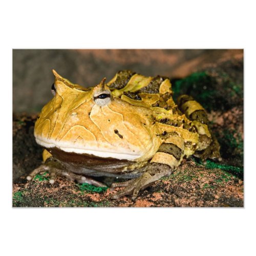 Brazilian Horn Frog Ceratophrys cornuta 3 Photo Print