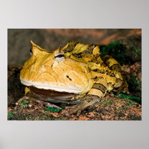 Brazilian Horn Frog Ceratophrys cornuta 3 Poster
