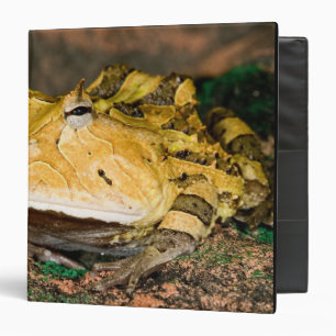Brazilian Horn Frog, Ceratophrys cornuta, 3 Ring Binder