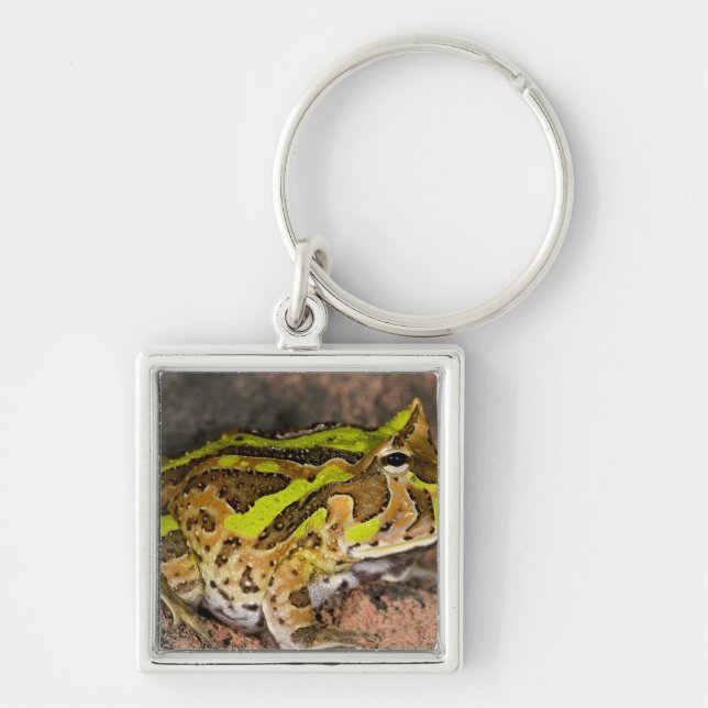 Brazilian Horn Frog, Ceratophrys cornuta, Native Keychain (Front)