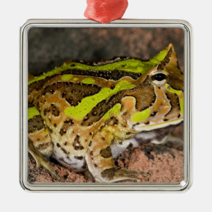 Brazilian Horn Frog, Ceratophrys cornuta, Native Metal Ornament