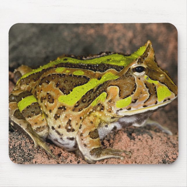 Brazilian Horn Frog, Ceratophrys cornuta, Native Mouse Pad (Front)