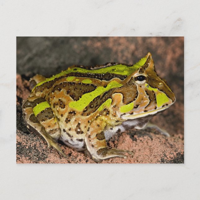Brazilian Horn Frog, Ceratophrys cornuta, Native Postcard (Front)