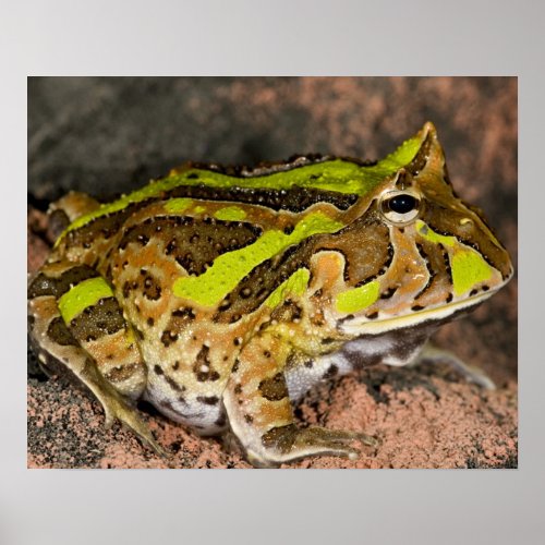 Brazilian Horn Frog Ceratophrys cornuta Native Poster