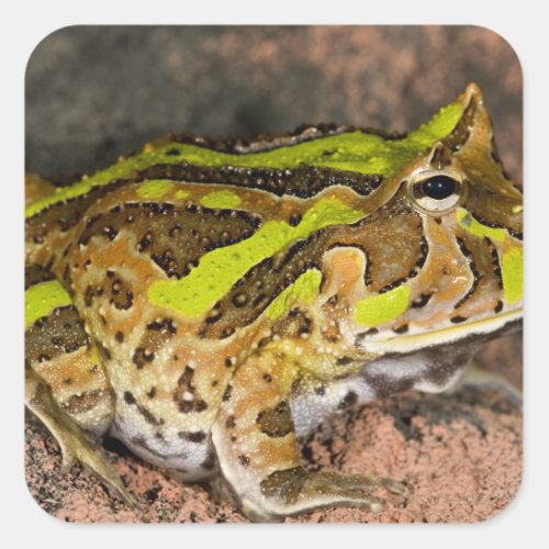 Brazilian Horn Frog Ceratophrys cornuta Native Square Sticker