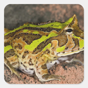 Brazilian Horn Frog, Ceratophrys cornuta, Native Square Sticker