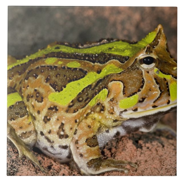 Brazilian Horn Frog, Ceratophrys cornuta, Native Tile (Front)