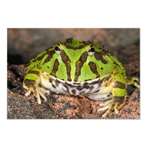 Brazilian Horn Frog Ceratophrys cornuta Photo Print