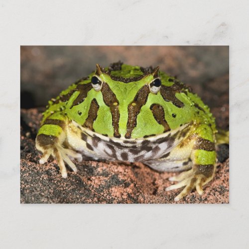 Brazilian Horn Frog Ceratophrys cornuta Postcard