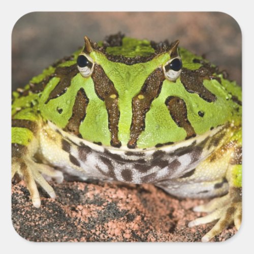 Brazilian Horn Frog Ceratophrys cornuta Square Sticker