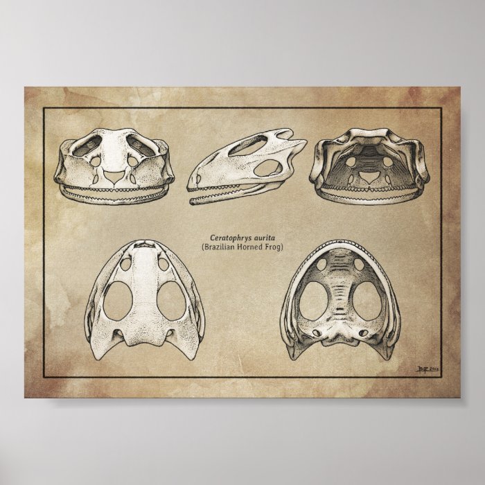 Brazilian Horned Frog Skull Posters