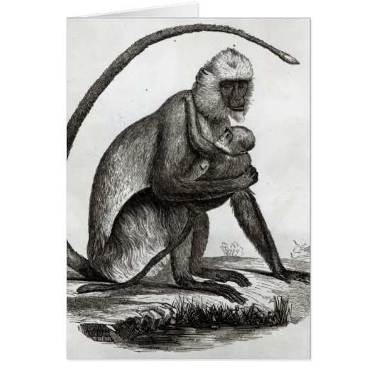 Brazilian Monkey (Front)