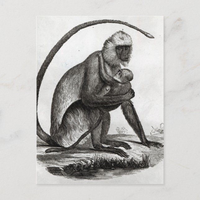 Brazilian Monkey Postcard (Front)
