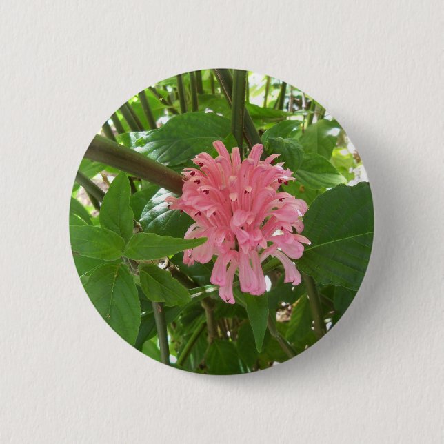 Brazilian plume flower button (Front)