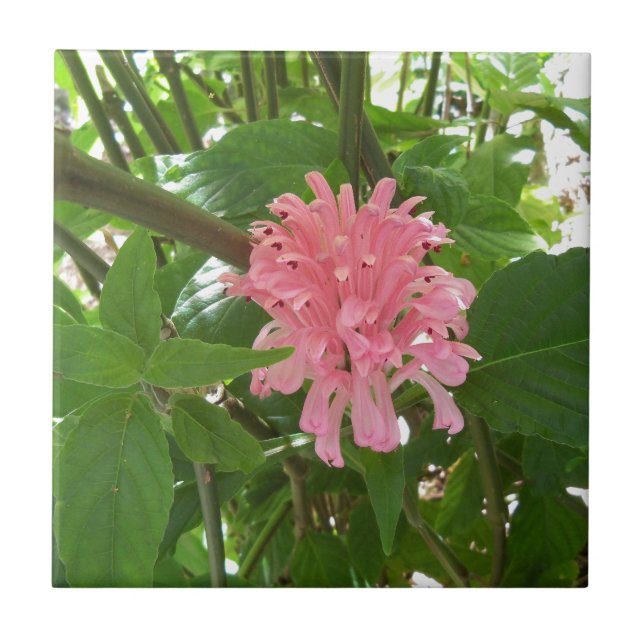 Brazilian plume flower ceramic tile (Front)