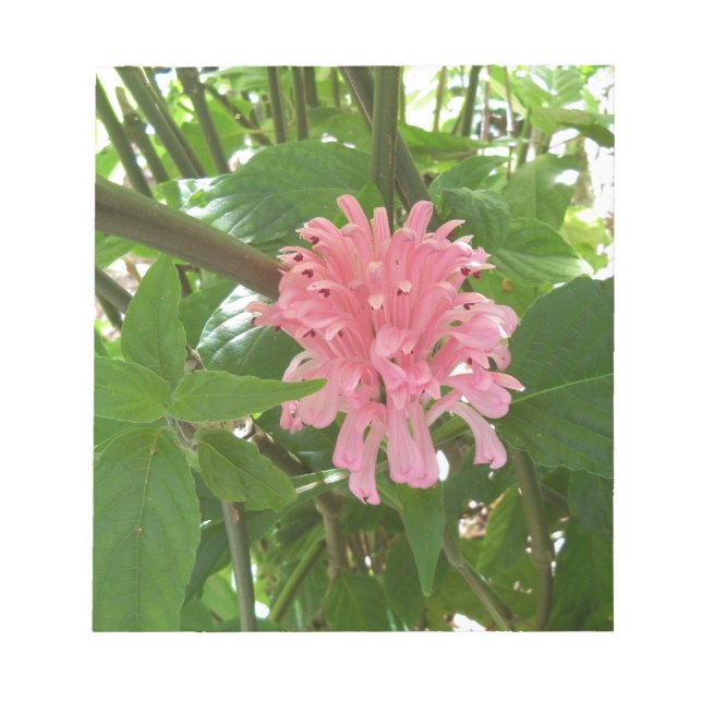 Brazilian plume flower notepad (Front)