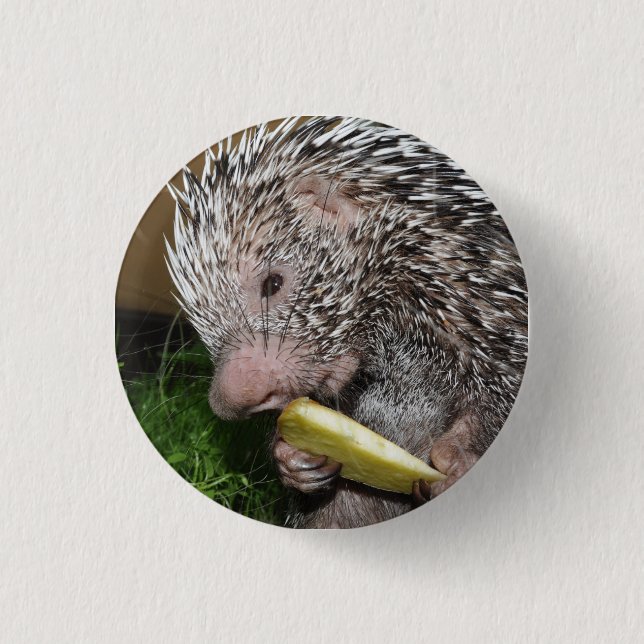 Brazilian porcupine or Prehensile-tailed porcupine Button (Front)