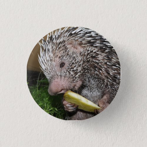 Brazilian porcupine or Prehensile_tailed porcupine Button