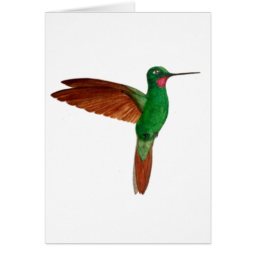 Brazilian Ruby Hummingbird  